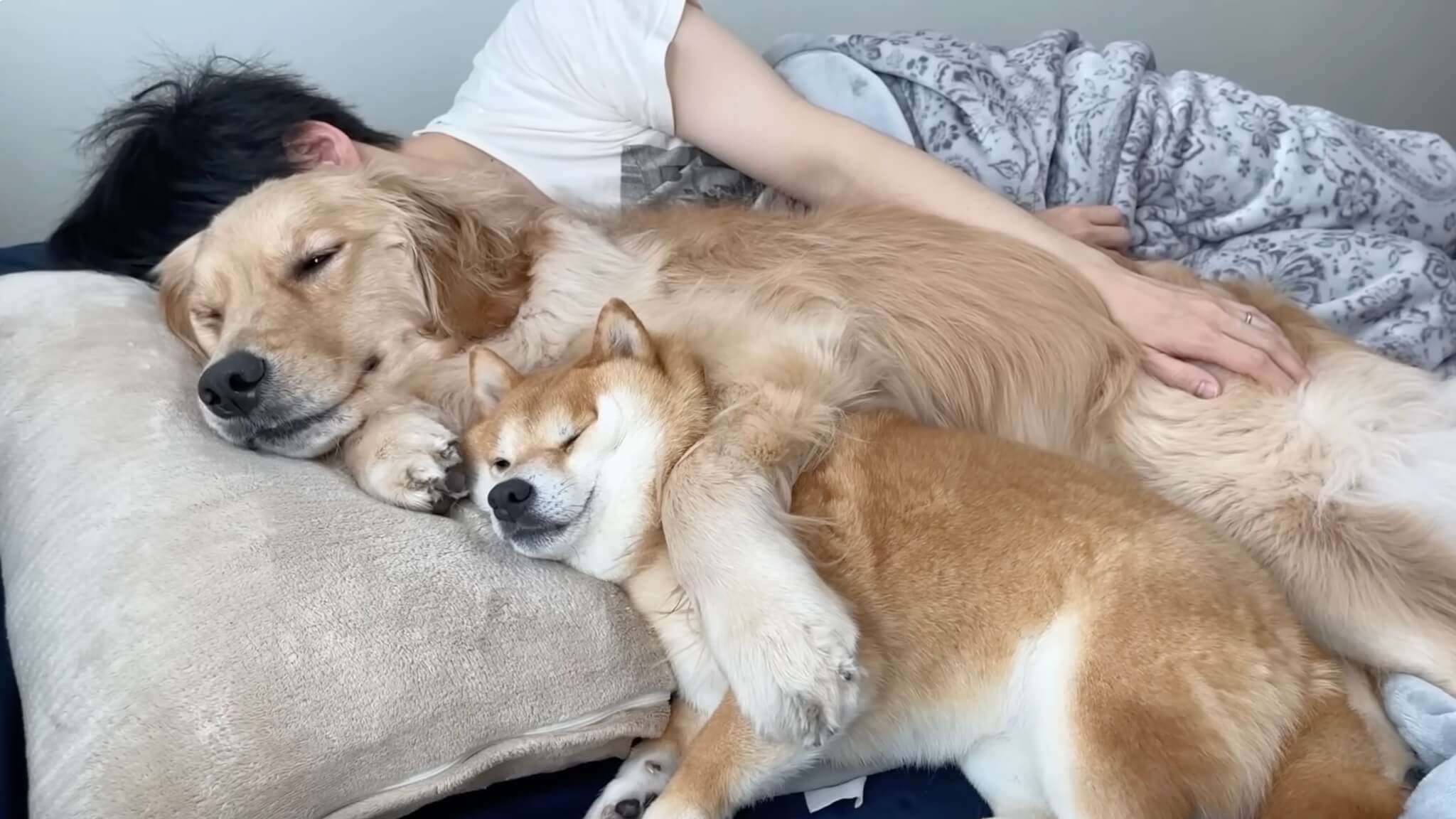 ゴールデンレトリーバー,動画