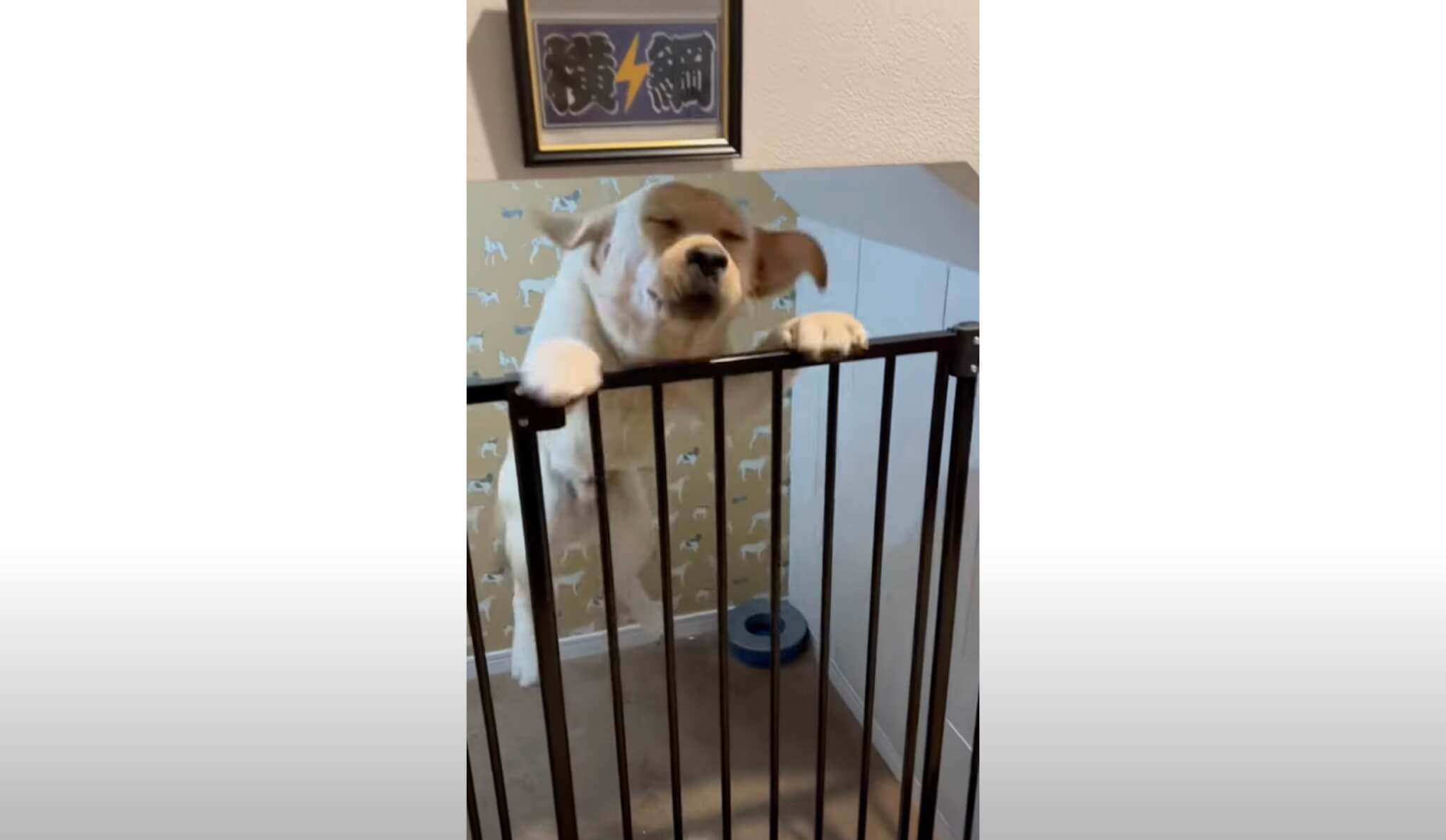 ラブラドールレトリーバー,動画