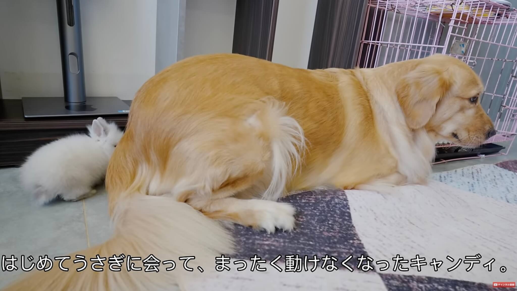 ゴールデンレトリーバー,動画