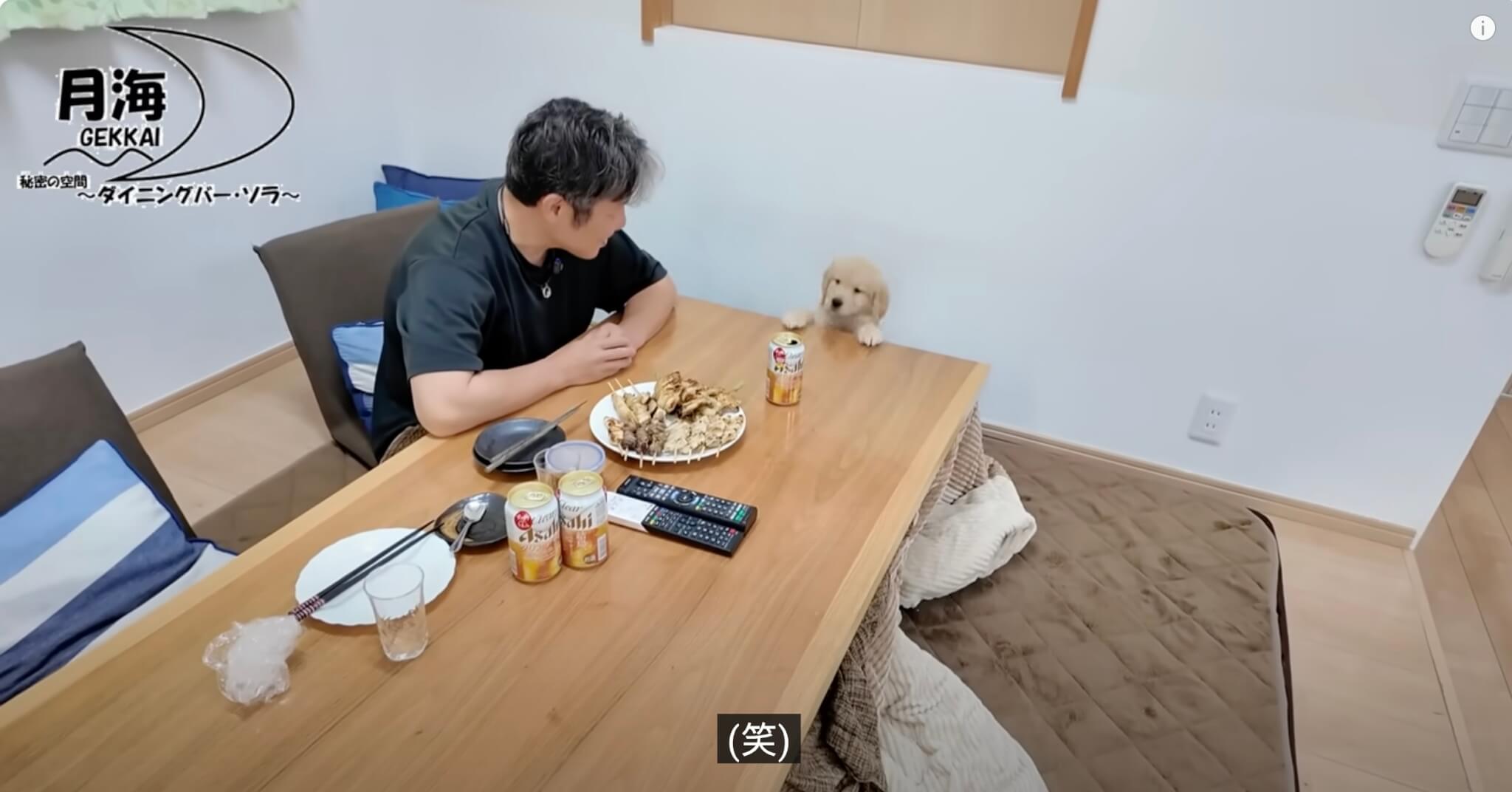 ゴールデンレトリーバー,動画