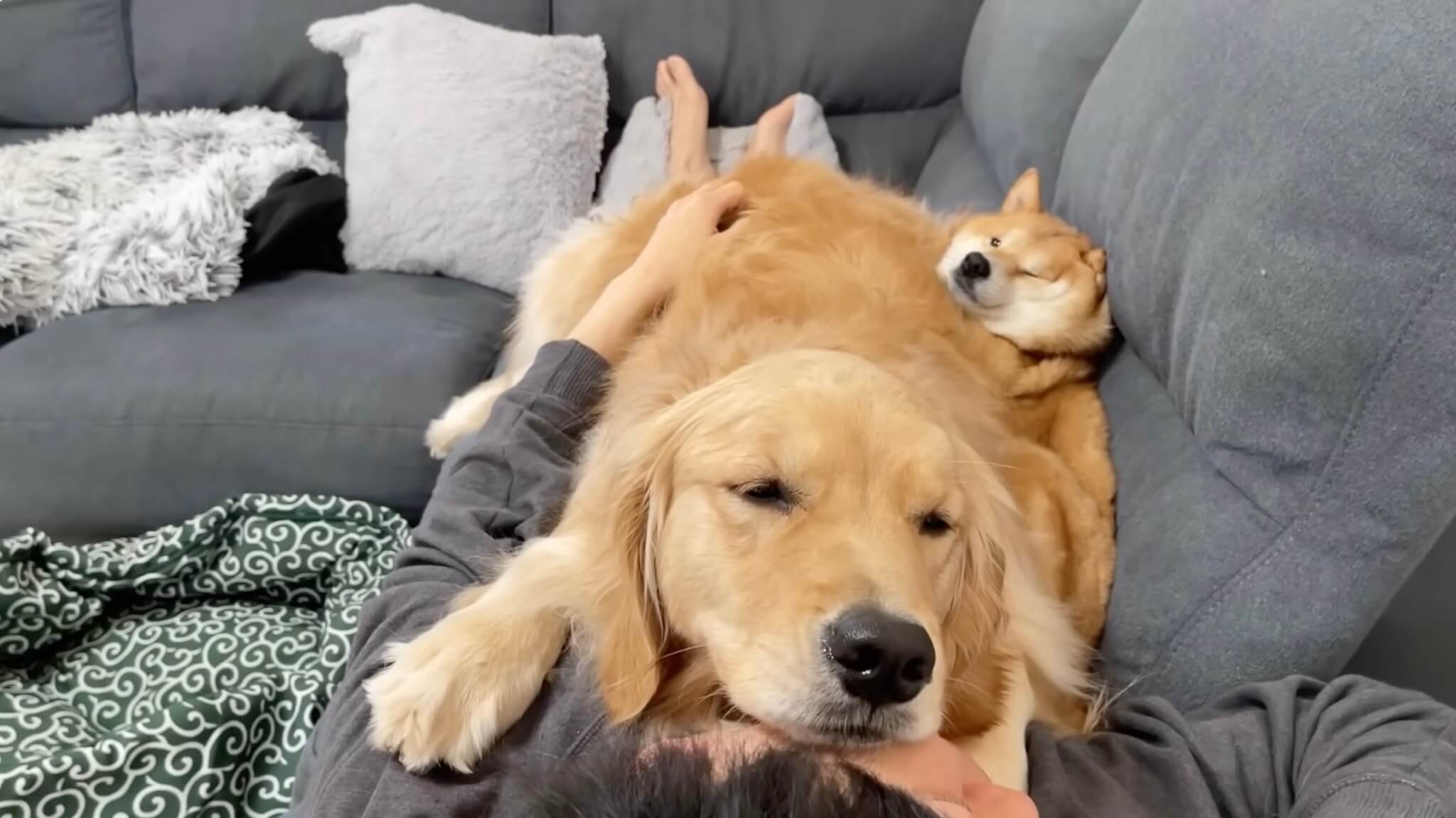 ゴールデンレトリーバー,動画