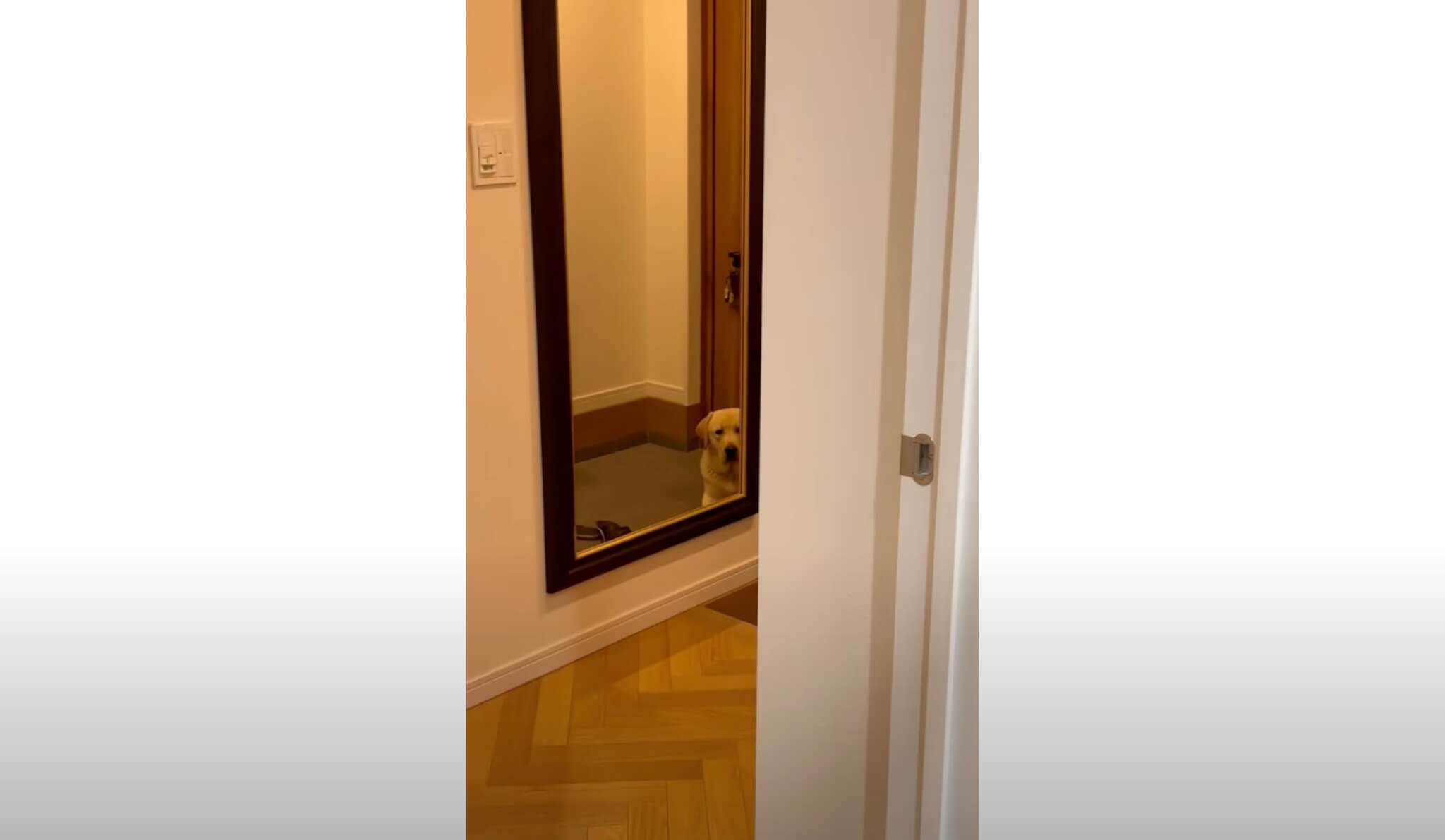 ラブラドールレトリーバー,動画