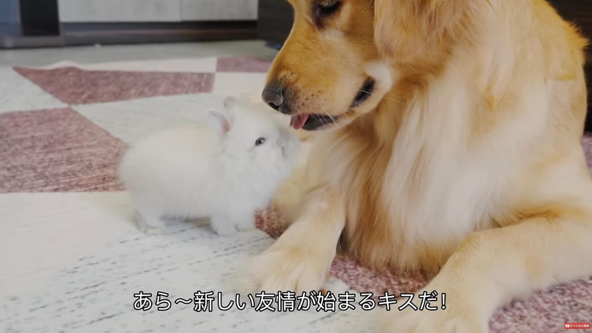 ゴールデンレトリーバー,動画