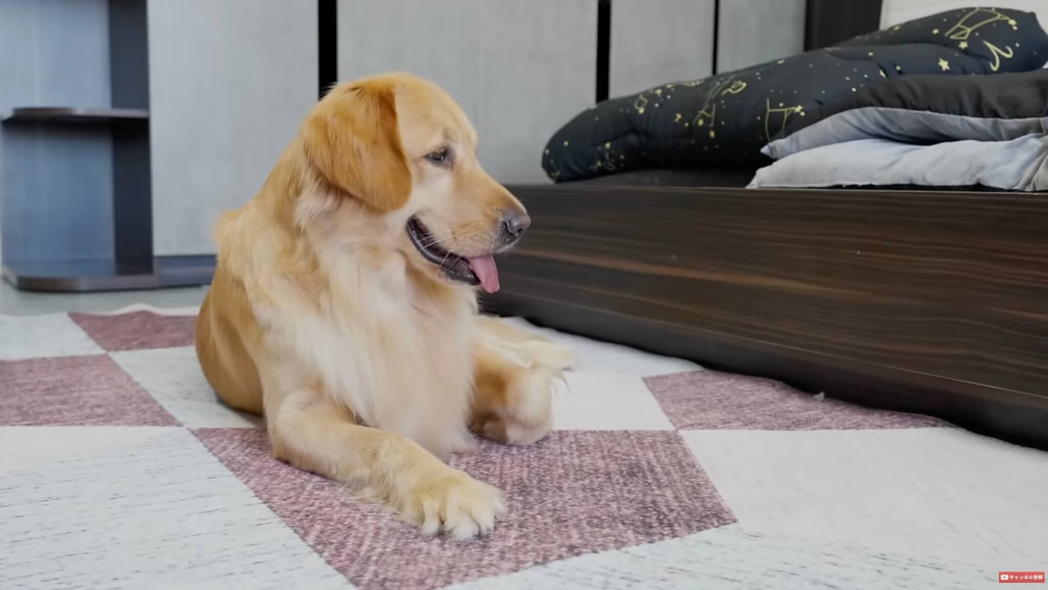 ゴールデンレトリーバー,動画