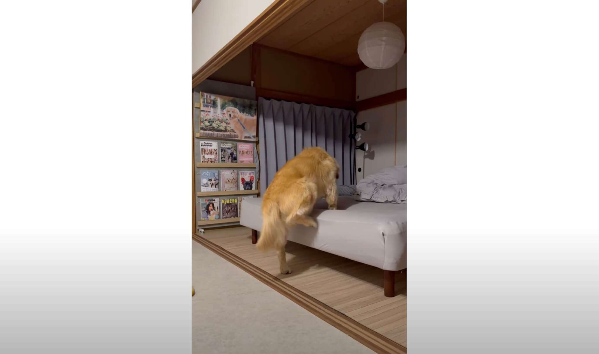 ゴールデンレトリーバー,動画