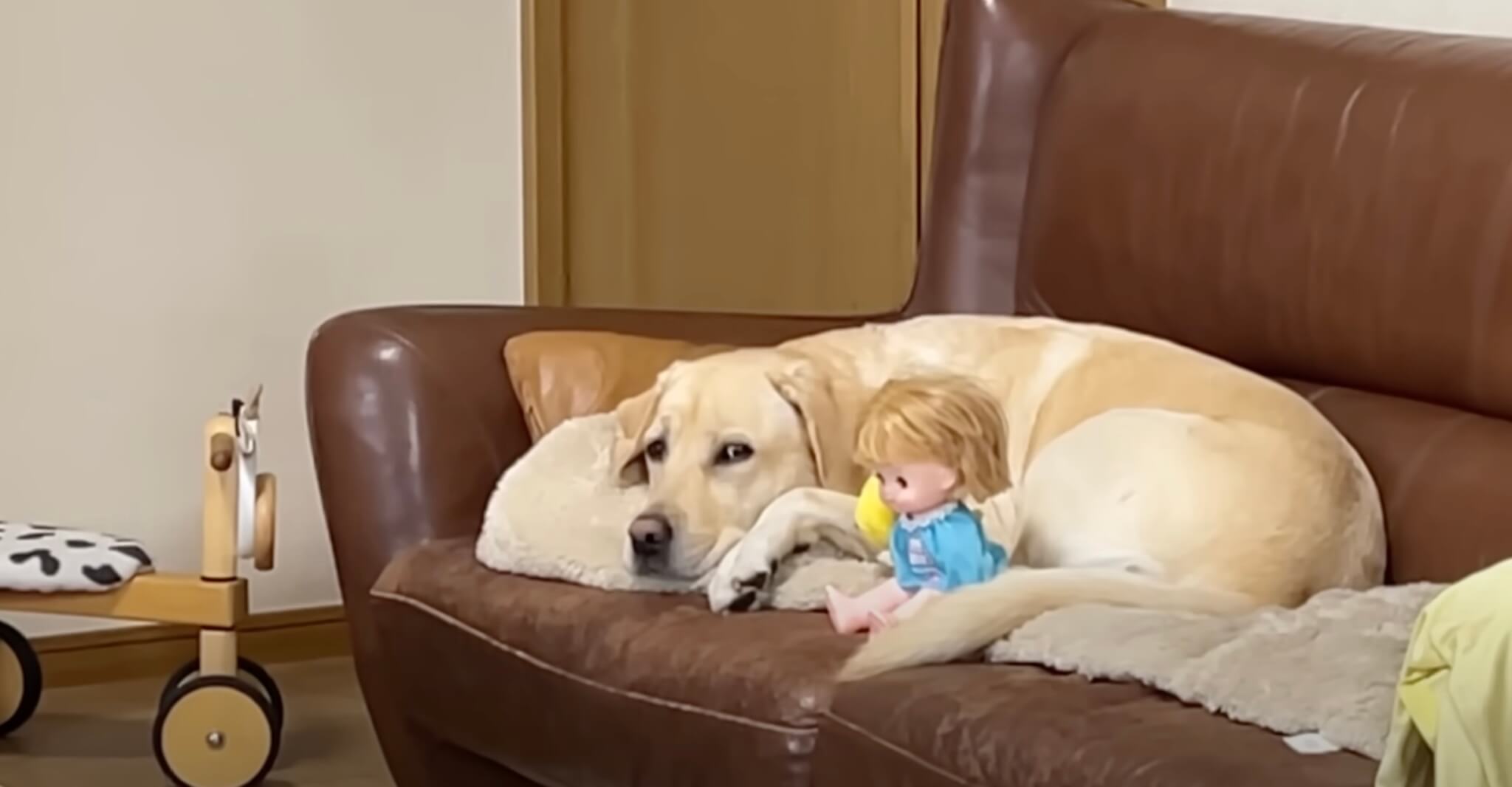 ラブラドールレトリーバー,動画