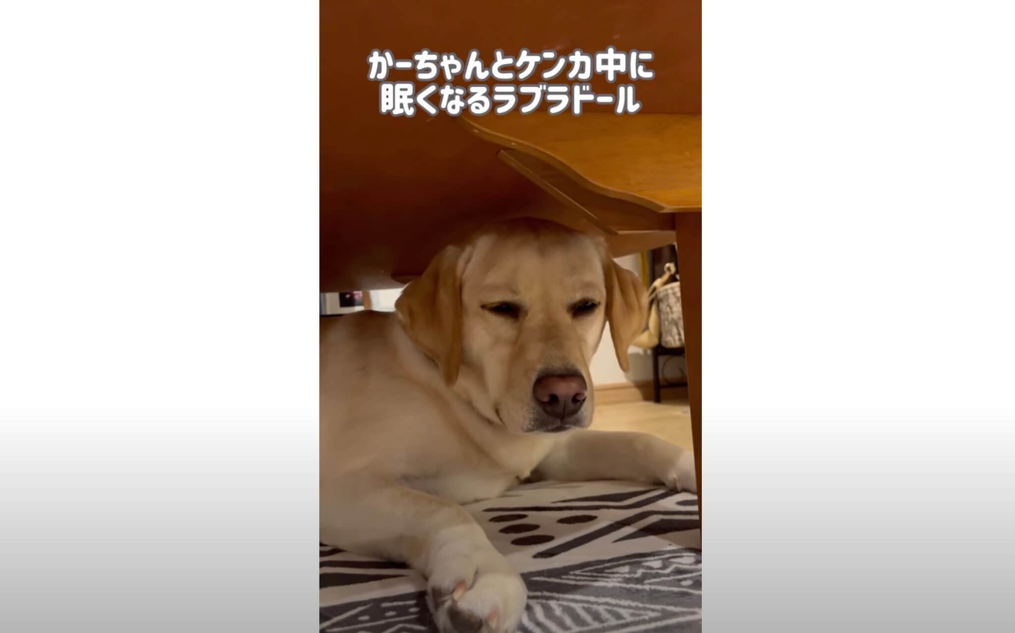 ラブラドールレトリーバー,動画