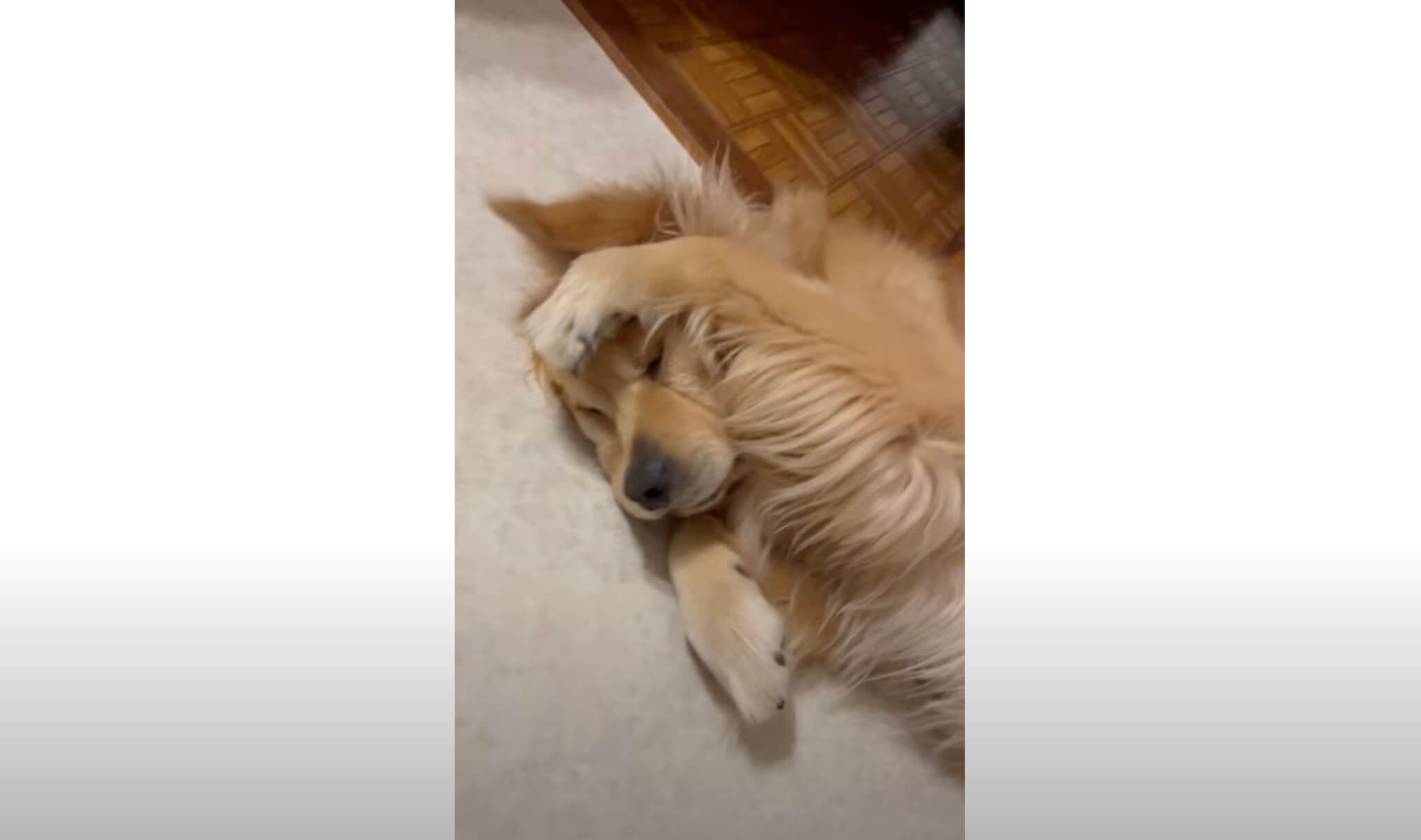 ゴールデンレトリーバー,動画