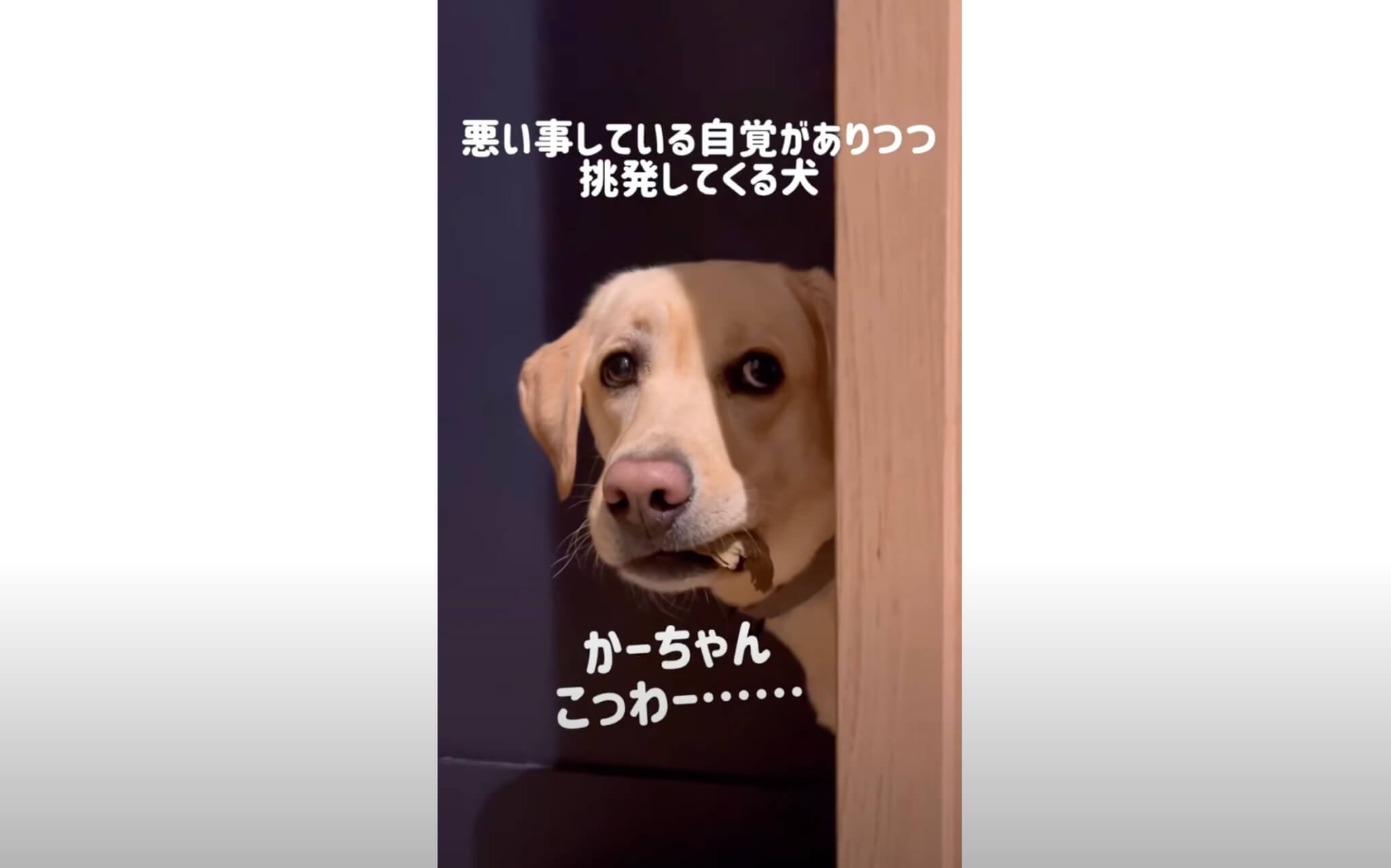 ラブラドールレトリーバー,動画