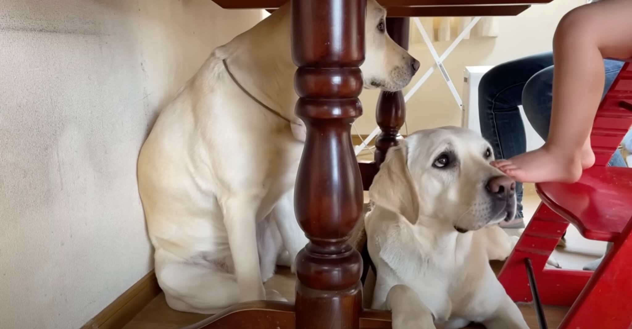 ラブラドールレトリーバー,動画