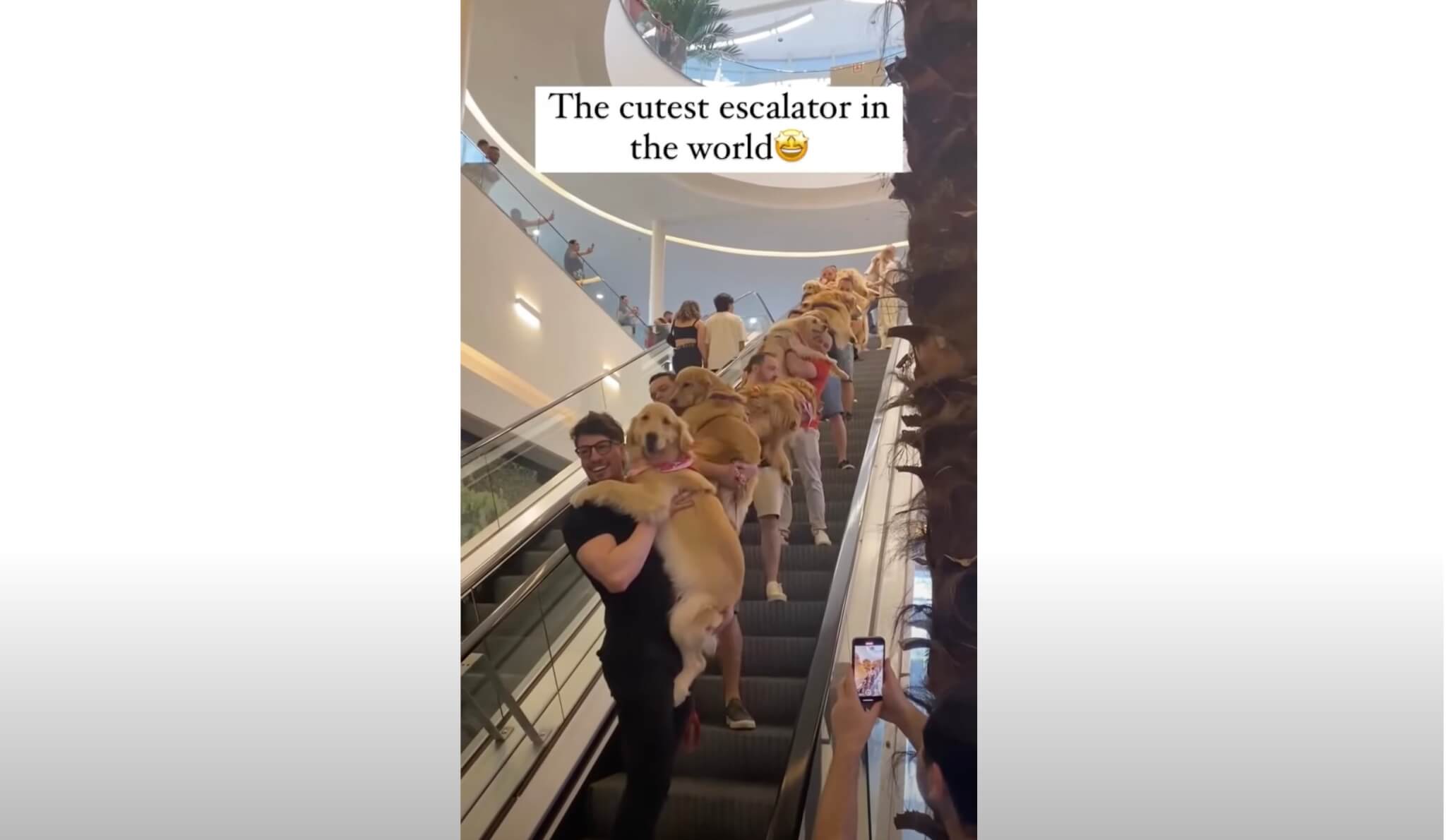 ゴールデンレトリーバー,動画