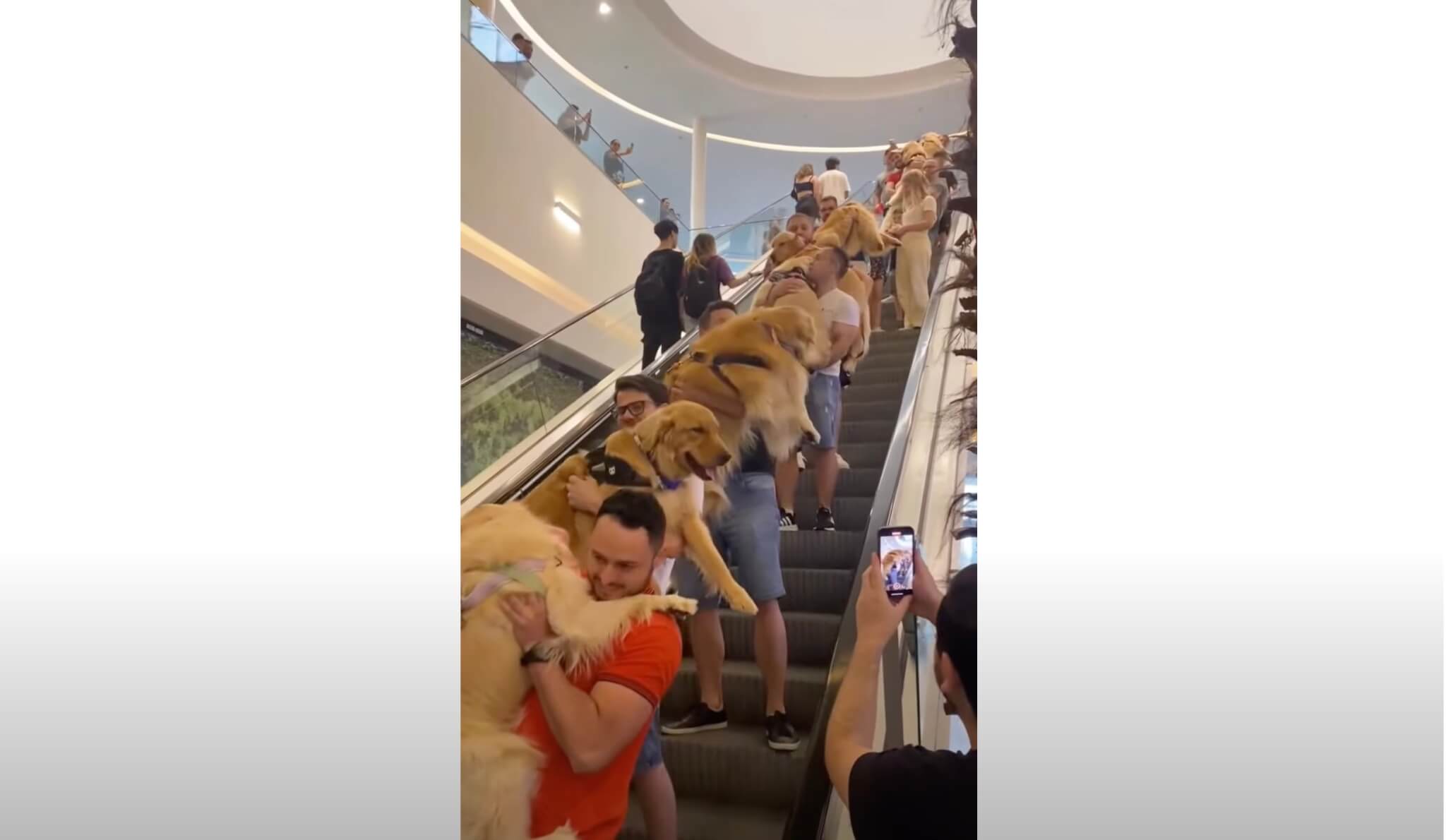 ゴールデンレトリーバー,動画