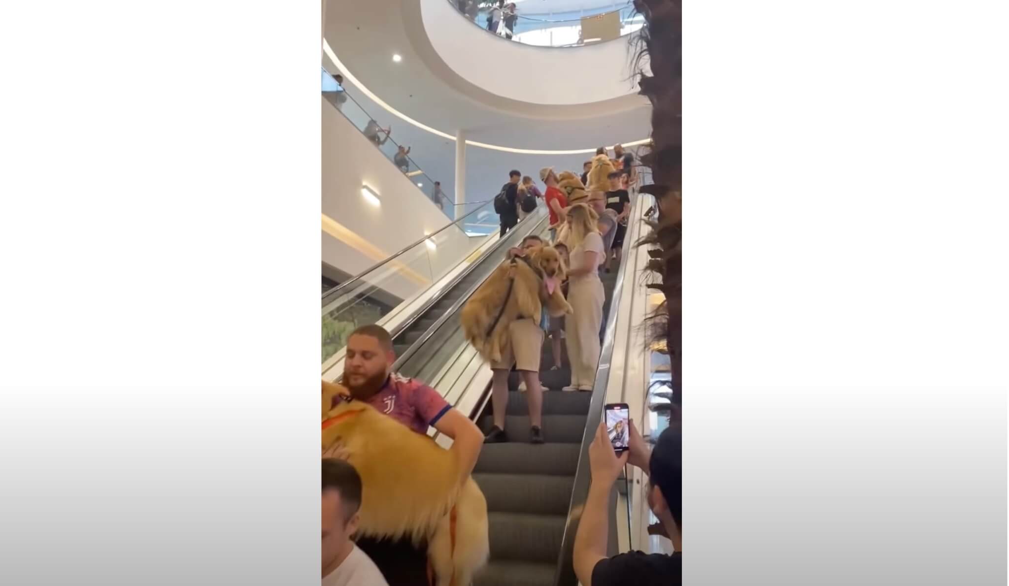 ゴールデンレトリーバー,動画