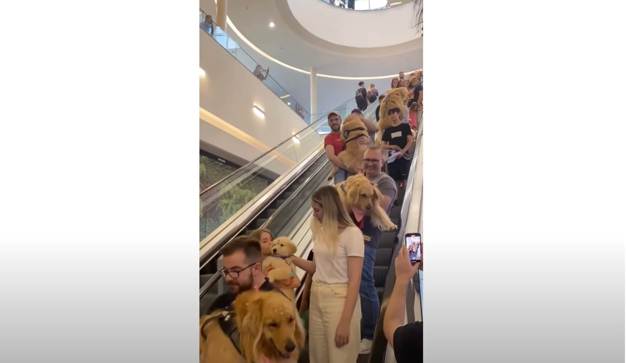 ゴールデンレトリーバー,動画