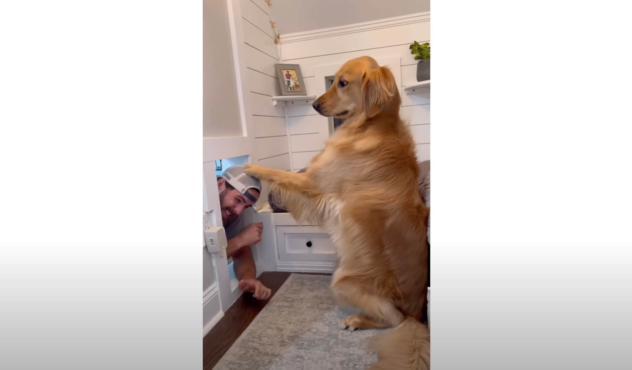 ゴールデンレトリーバー,動画