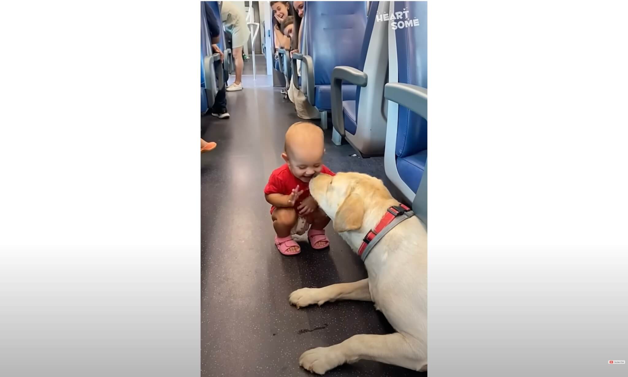 ラブラドールレトリーバー,動画