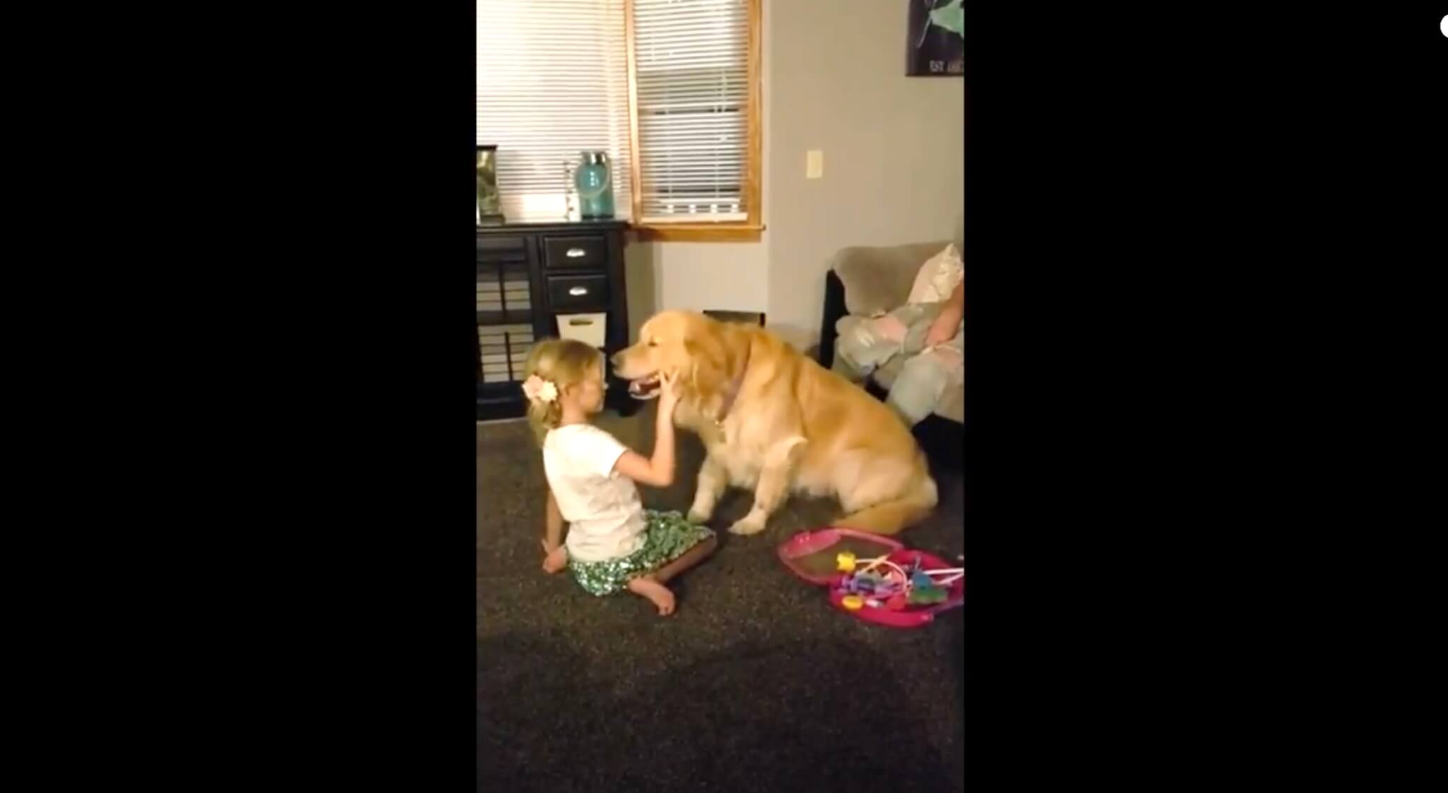 ゴールデンレトリーバー,動画