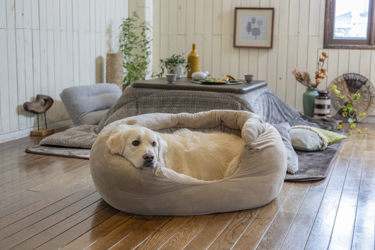 ゴールデンレトリーバー