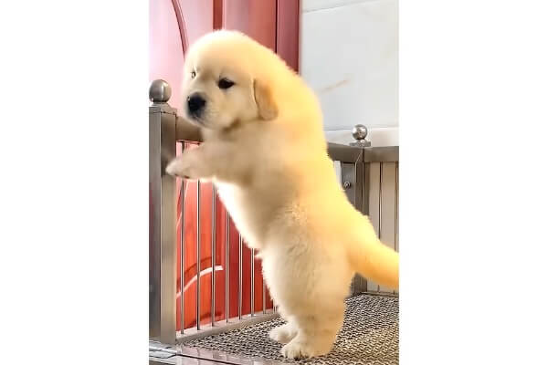 モフモフボディに背伸びの小さなあんよ…ゴールデンパピーが天使すぎ