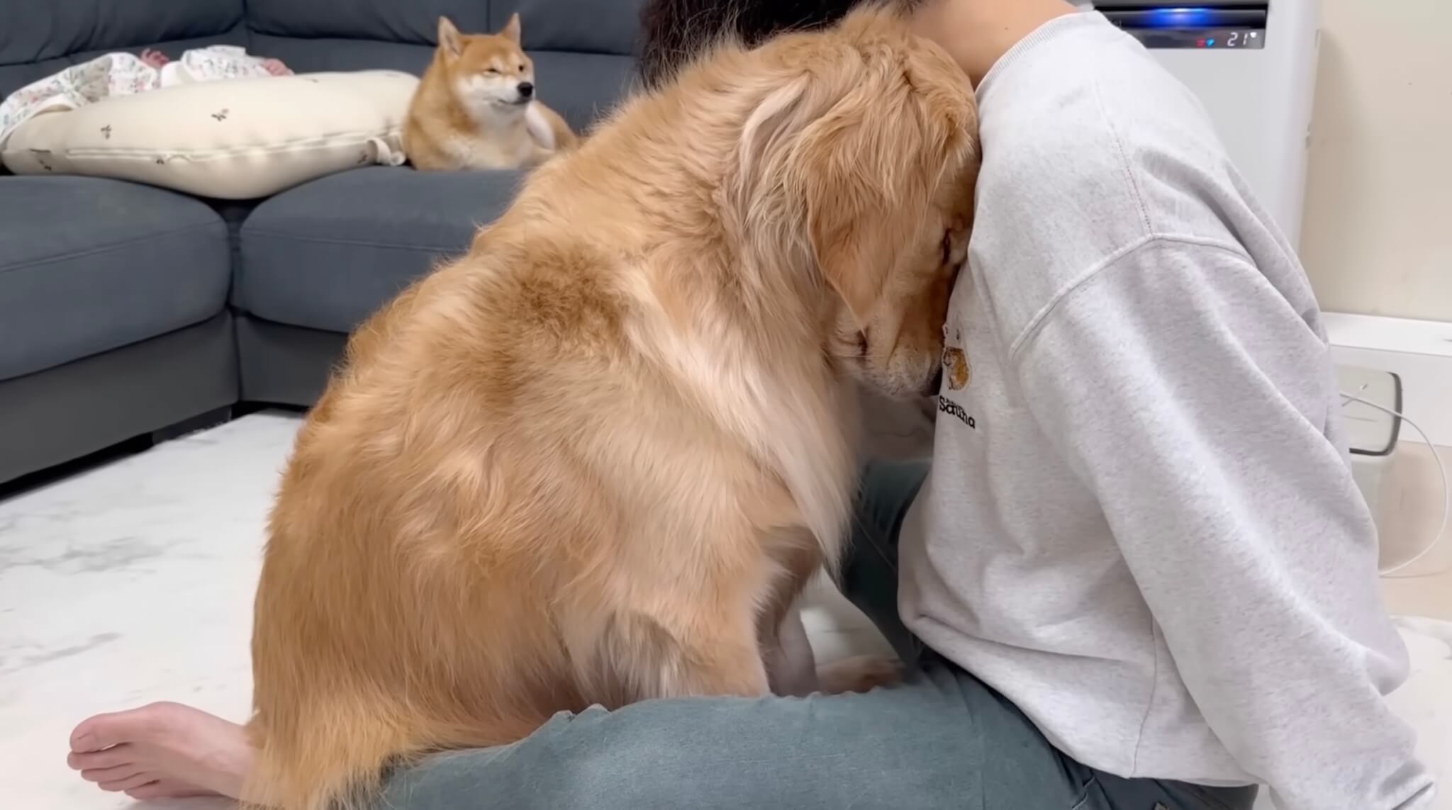 ゴールデンレトリーバー,動画