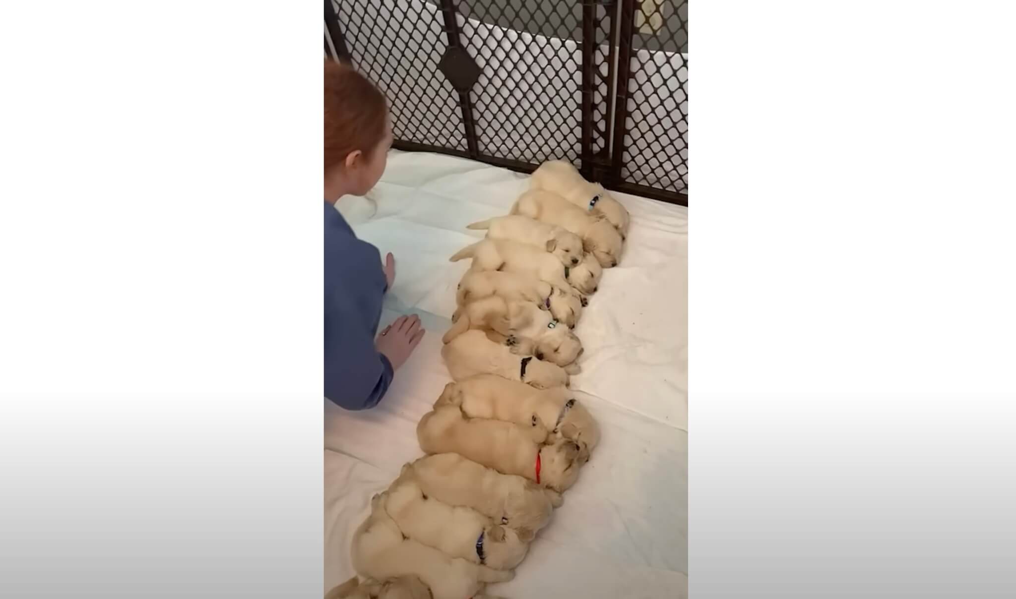 ゴールデンレトリーバー,動画