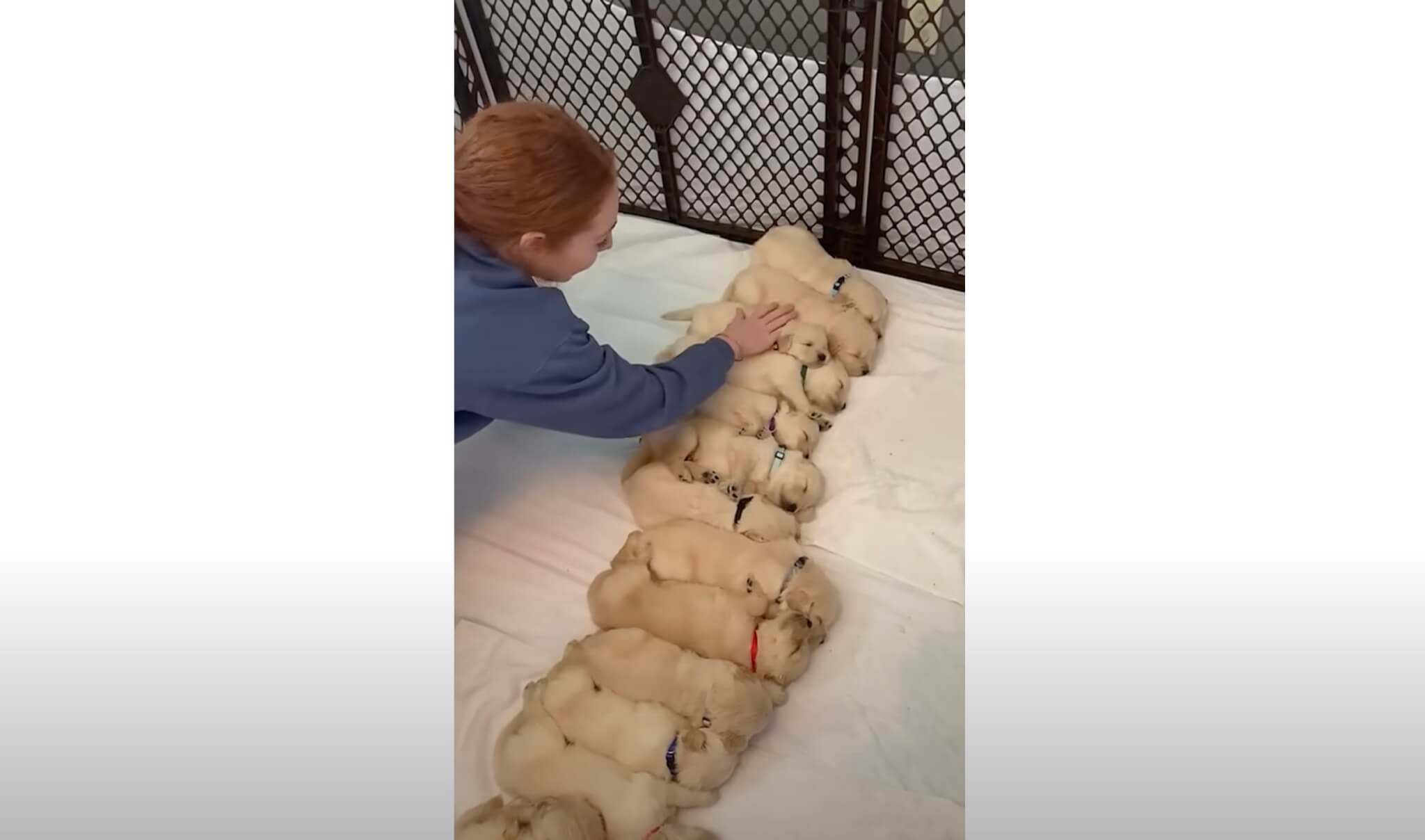 ゴールデンレトリーバー,動画