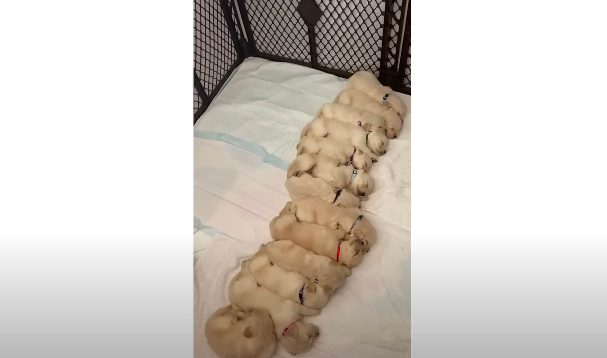 ゴールデンレトリーバー,動画