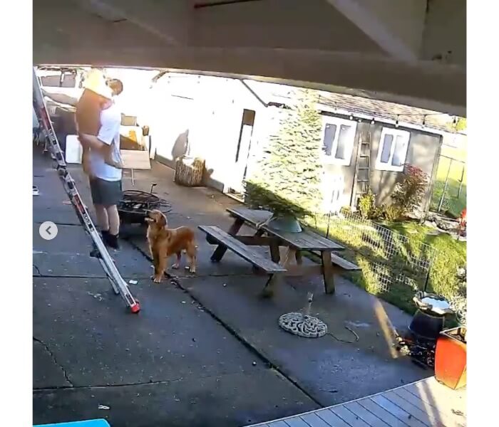 ゴールデンレトリーバー,動画