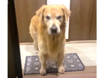 ゴールデンレトリーバー,動画