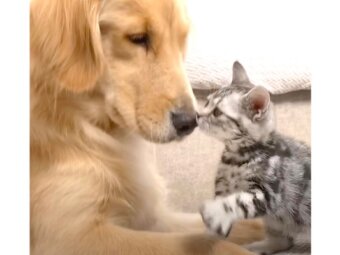 ゴールデンレトリーバー,動画