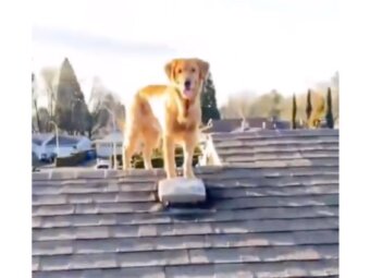 ゴールデンレトリーバー,動画