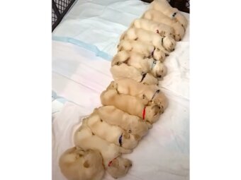 ゴールデンレトリーバー,動画