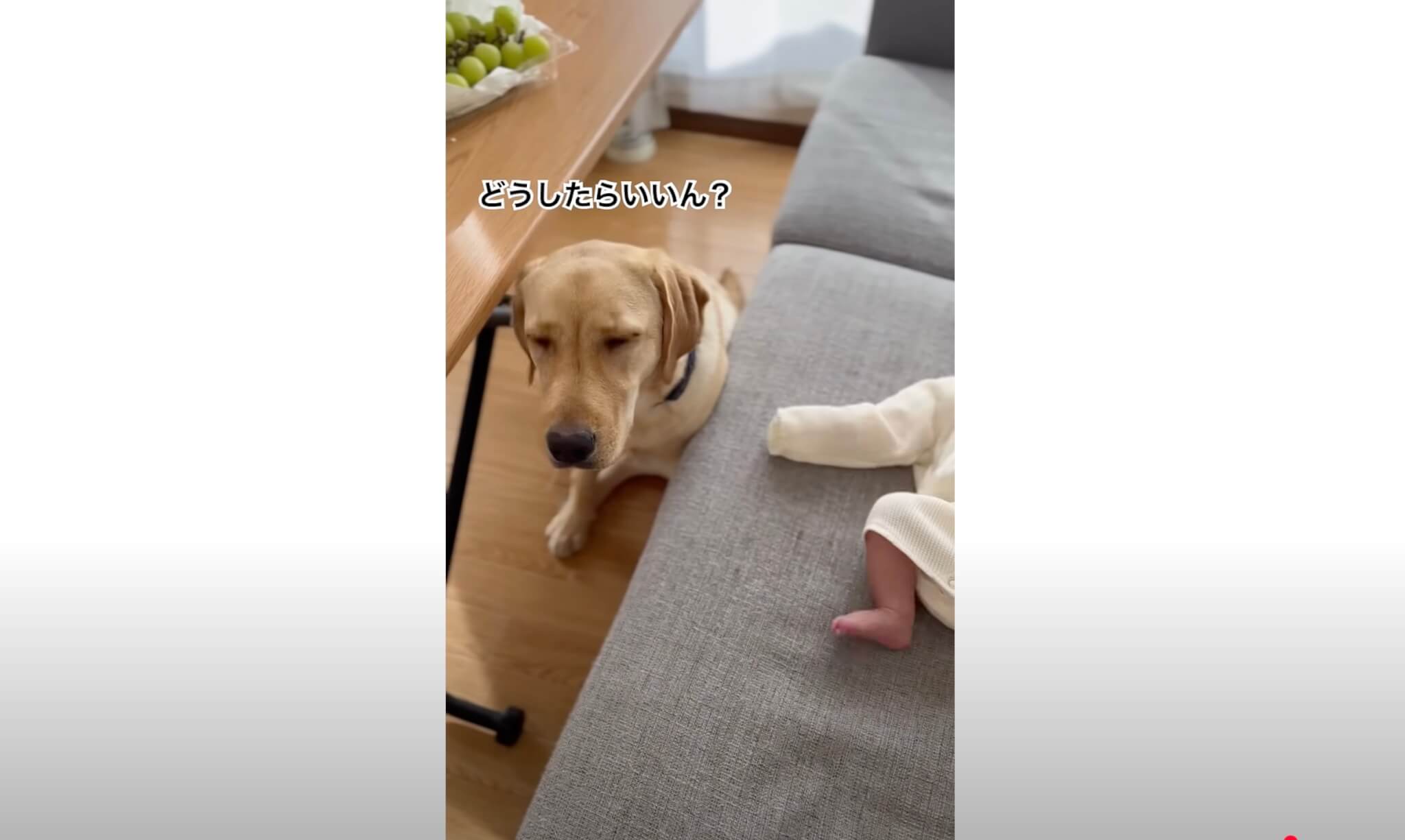 ラブラドールレトリーバー,動画