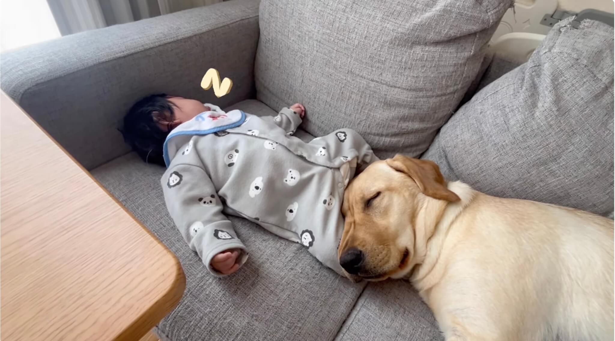 ラブラドールレトリーバー,動画