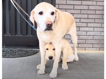 ラブラドールレトリーバー,動画