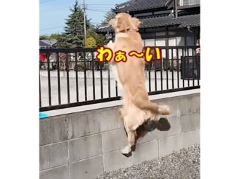 ゴールデンレトリーバー,動画