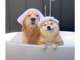 ゴールデンレトリーバー,動画