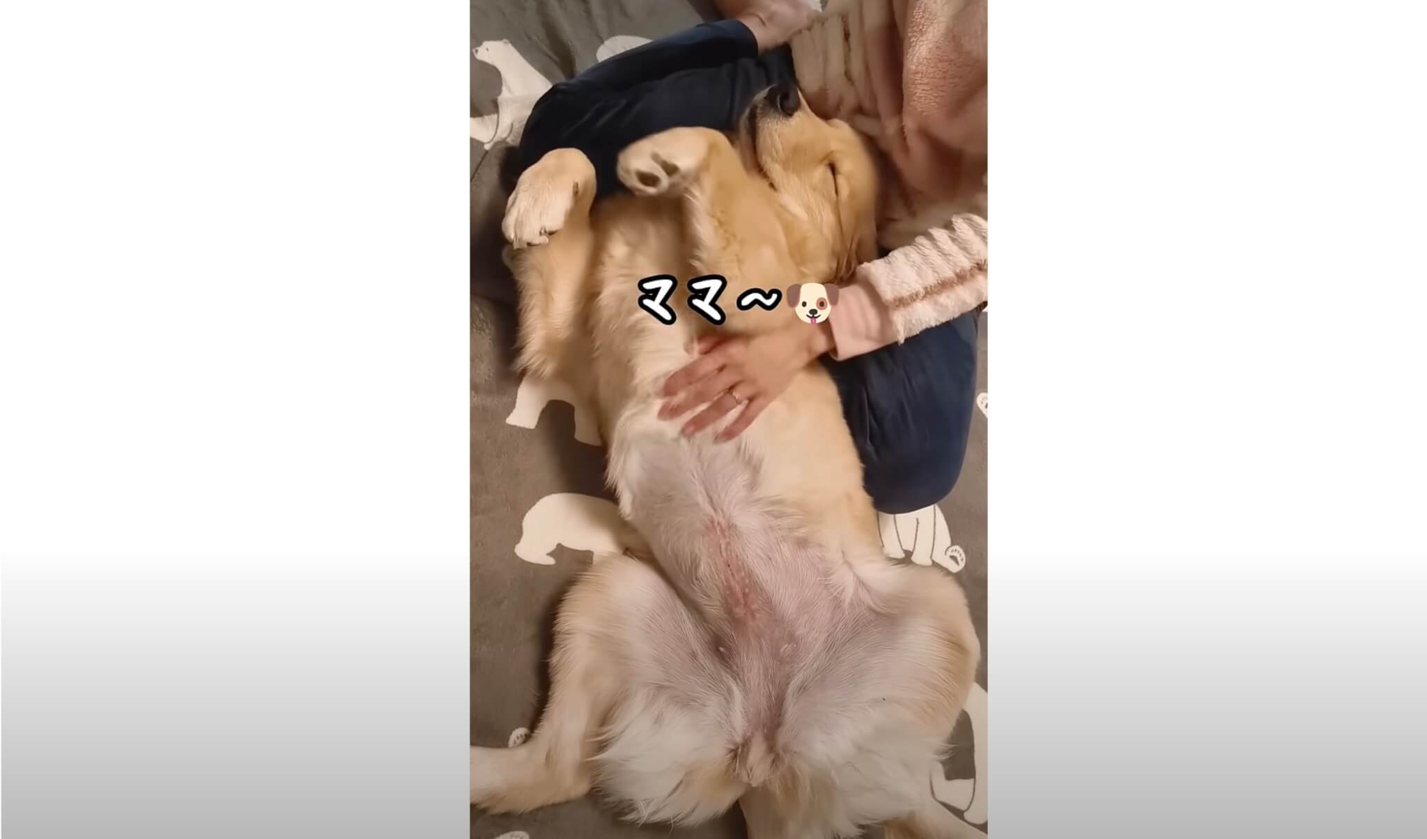 ゴールデンレトリーバー,動画