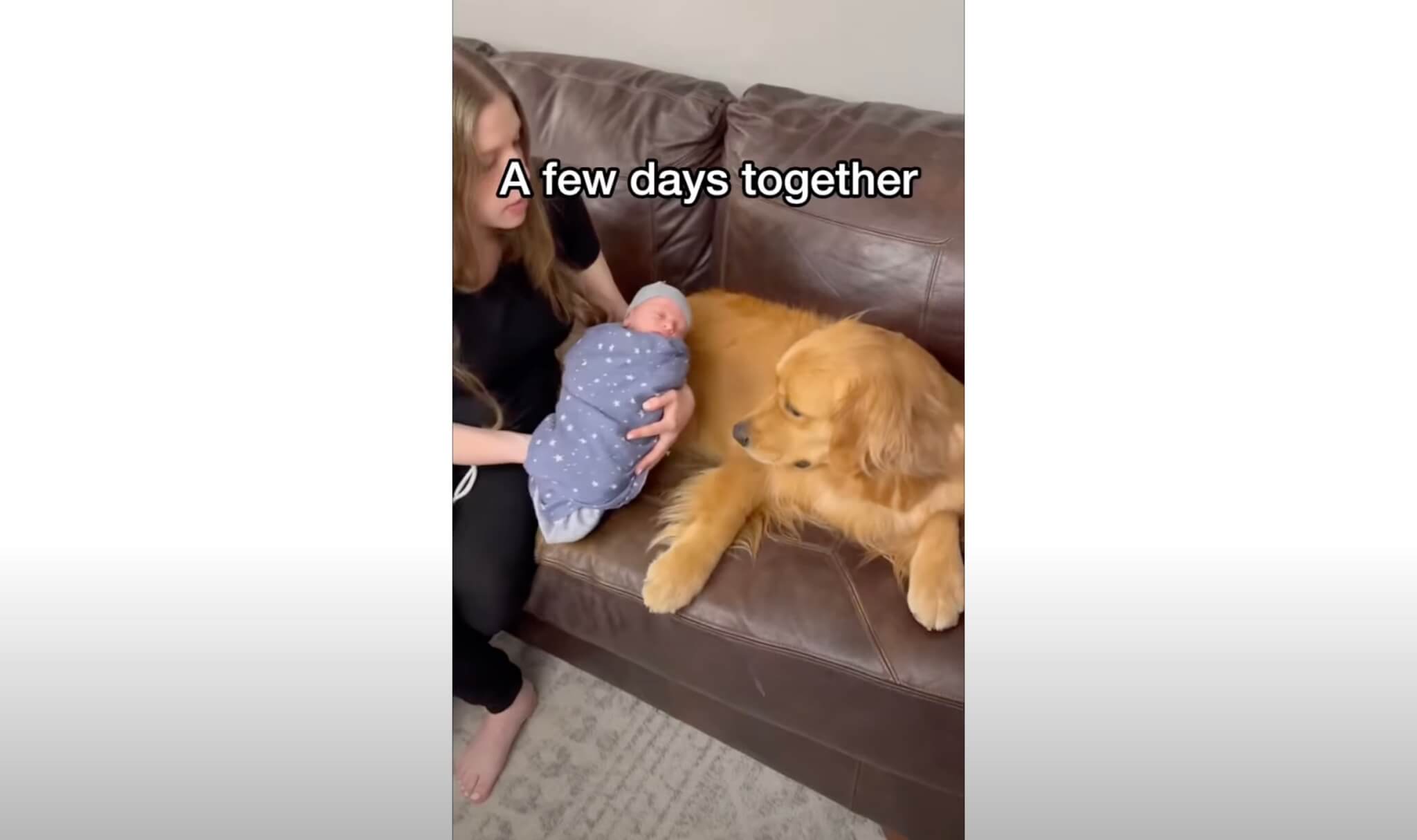 ゴールデンレトリーバー,動画