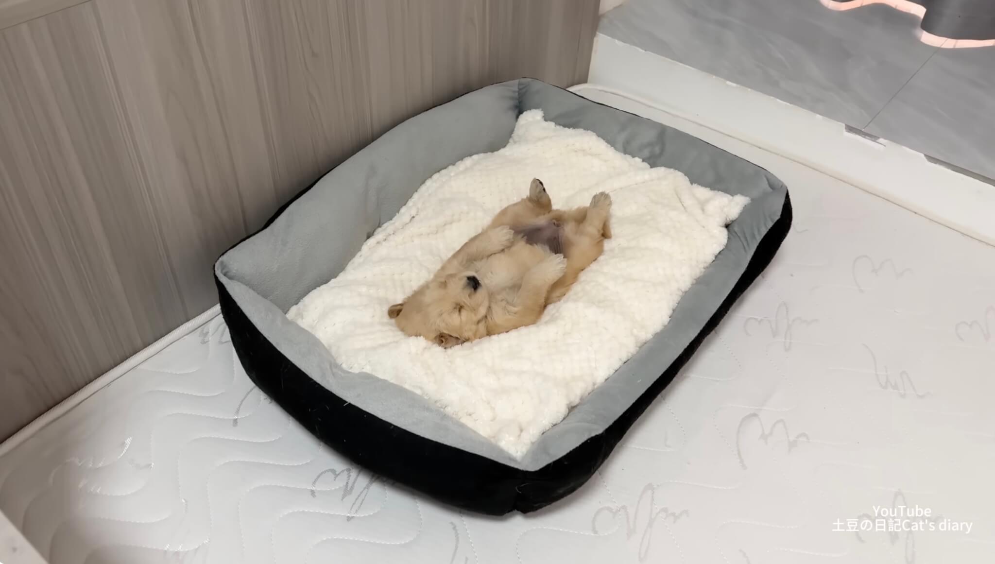 ゴールデンレトリーバー,動画