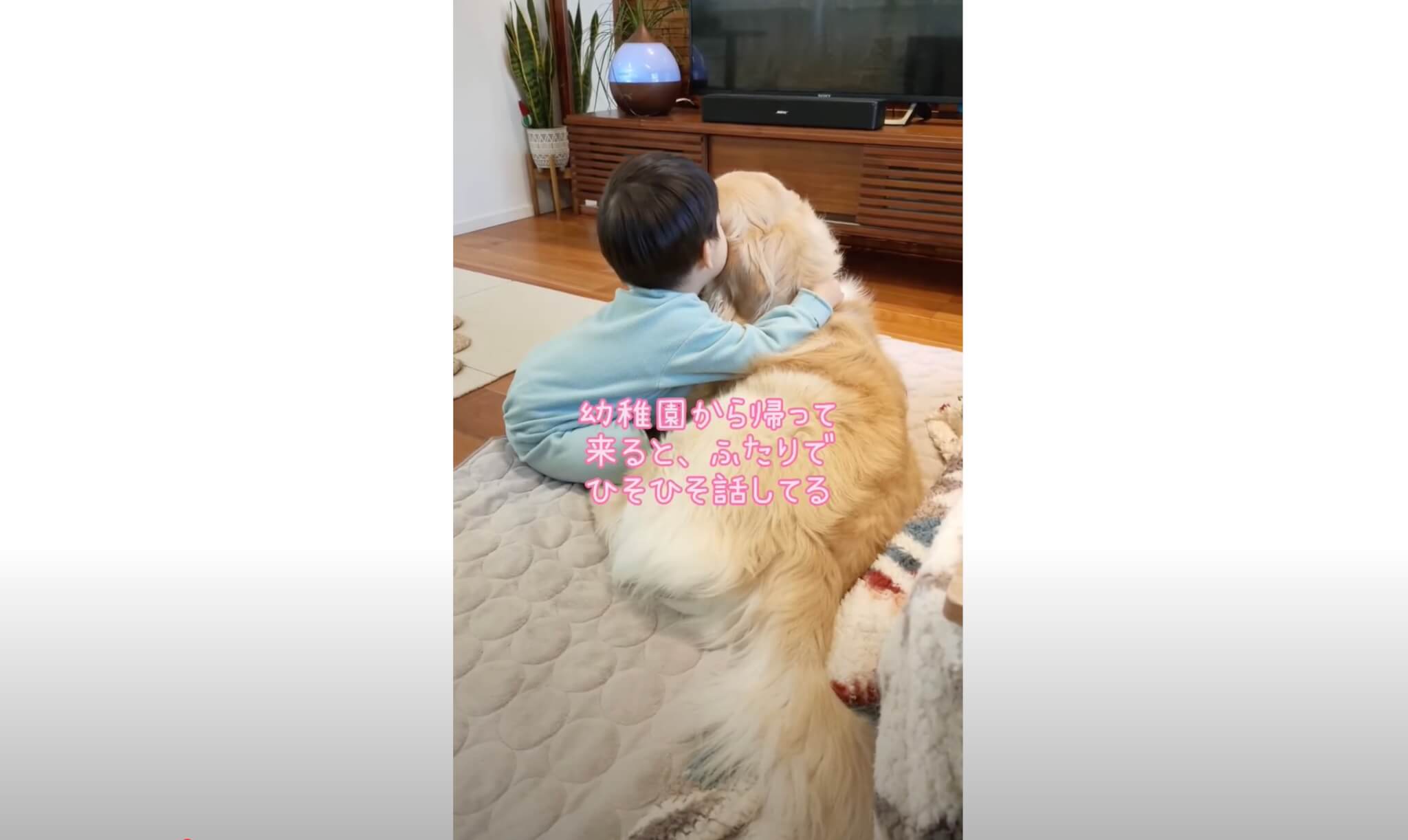 ゴールデンレトリーバー,動画