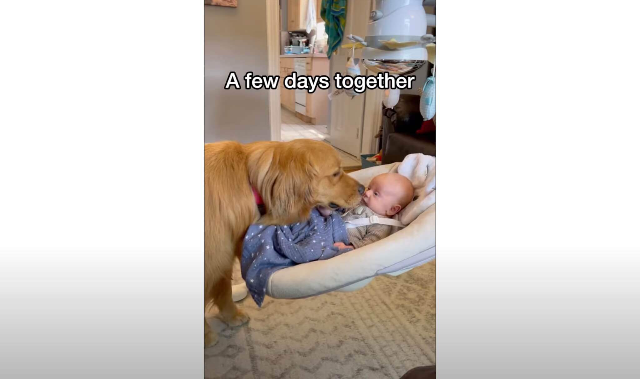 ゴールデンレトリーバー,動画