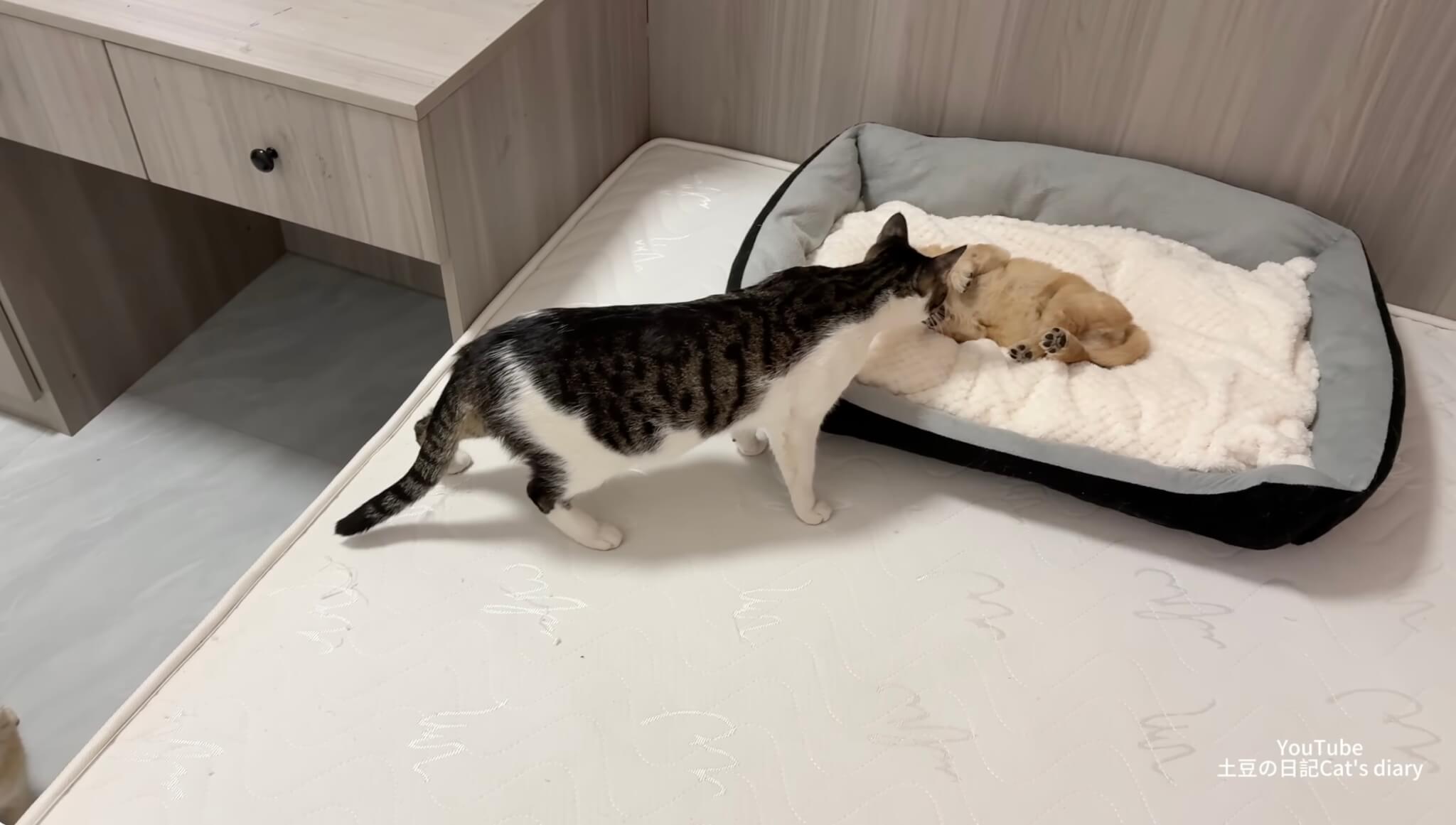 ゴールデンレトリーバー,動画