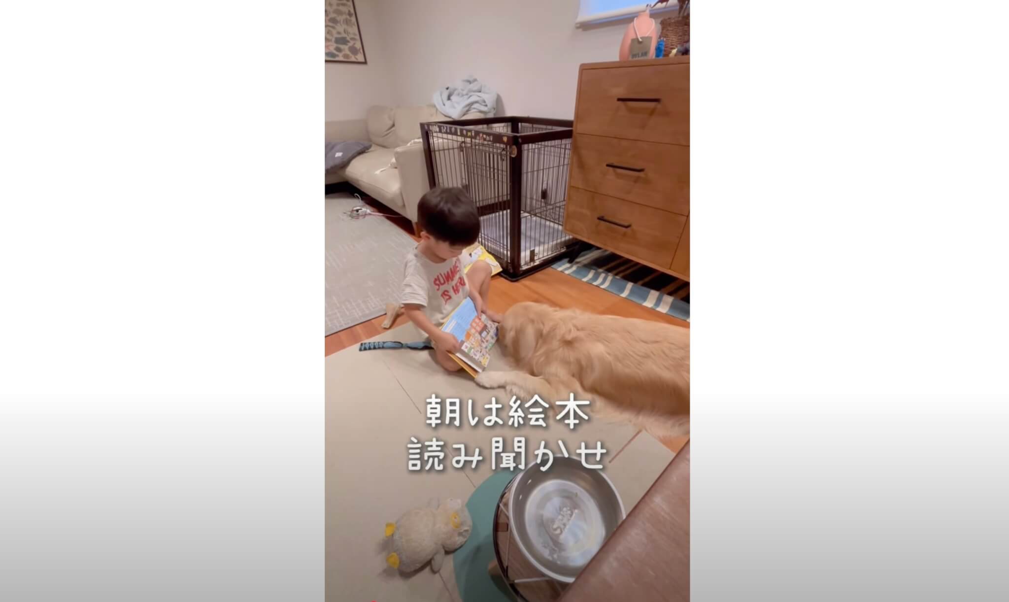 ゴールデンレトリーバー,動画