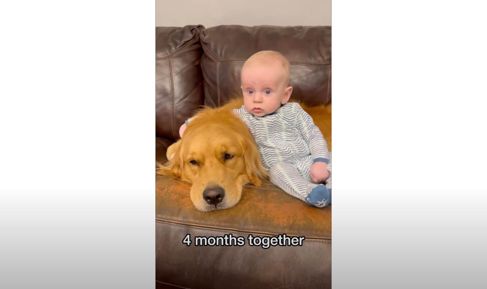 ゴールデンレトリーバー,動画