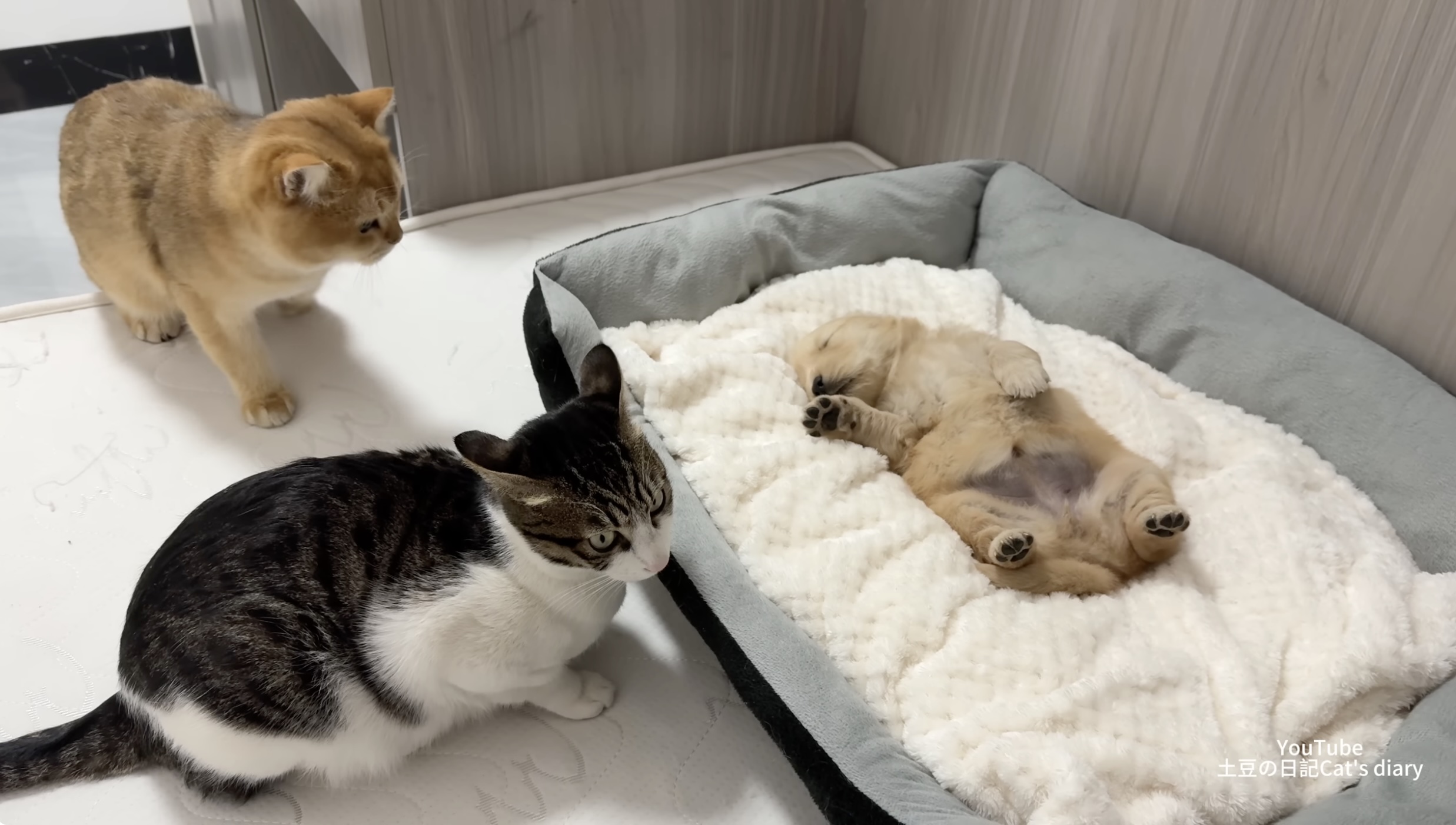 ゴールデンレトリーバー,動画