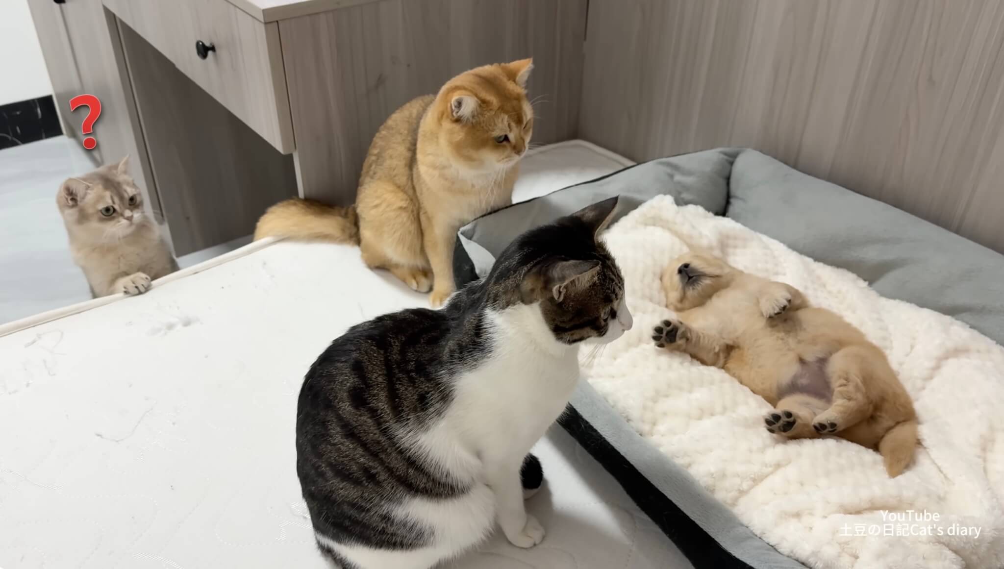 ゴールデンレトリーバー,動画