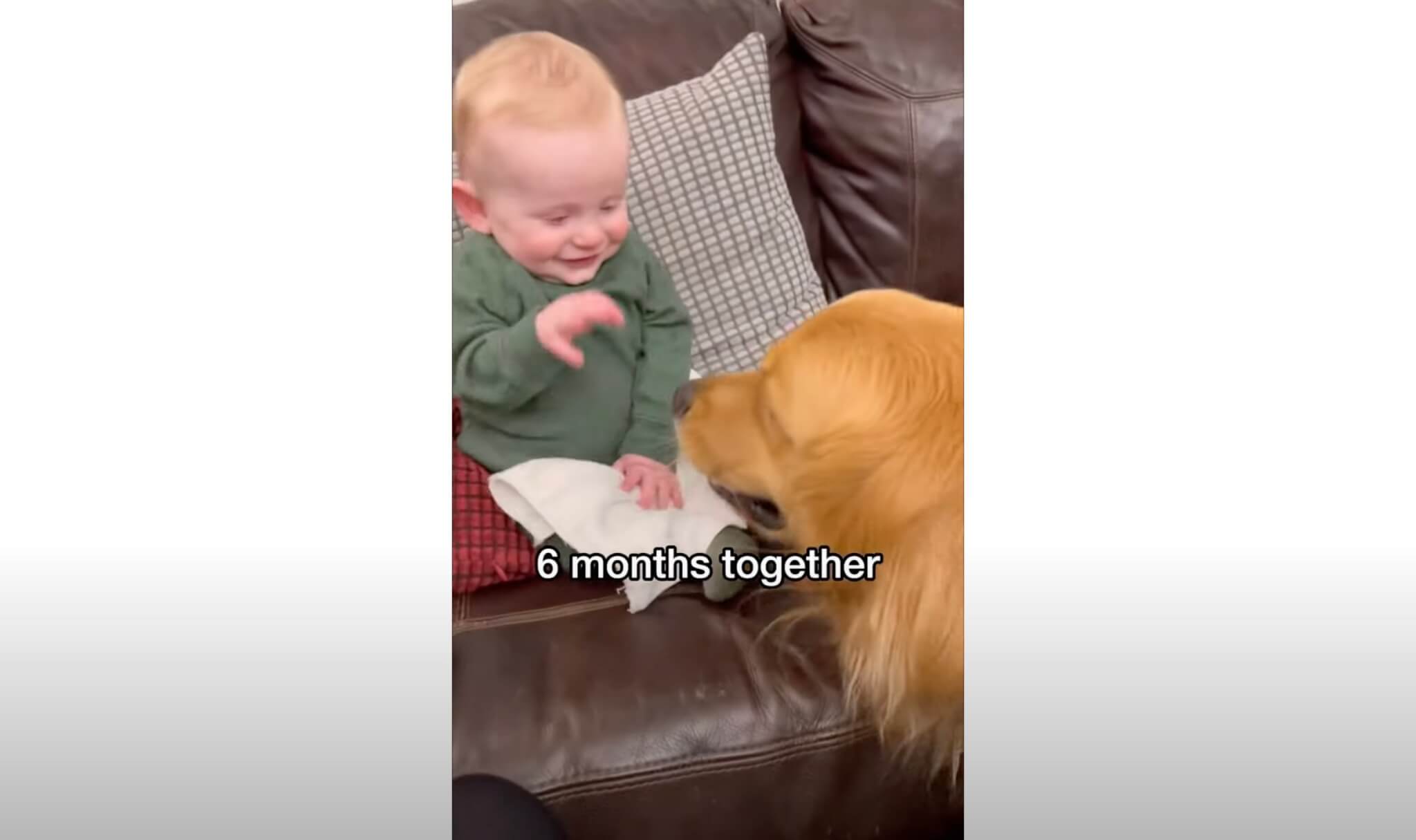 ゴールデンレトリーバー,動画