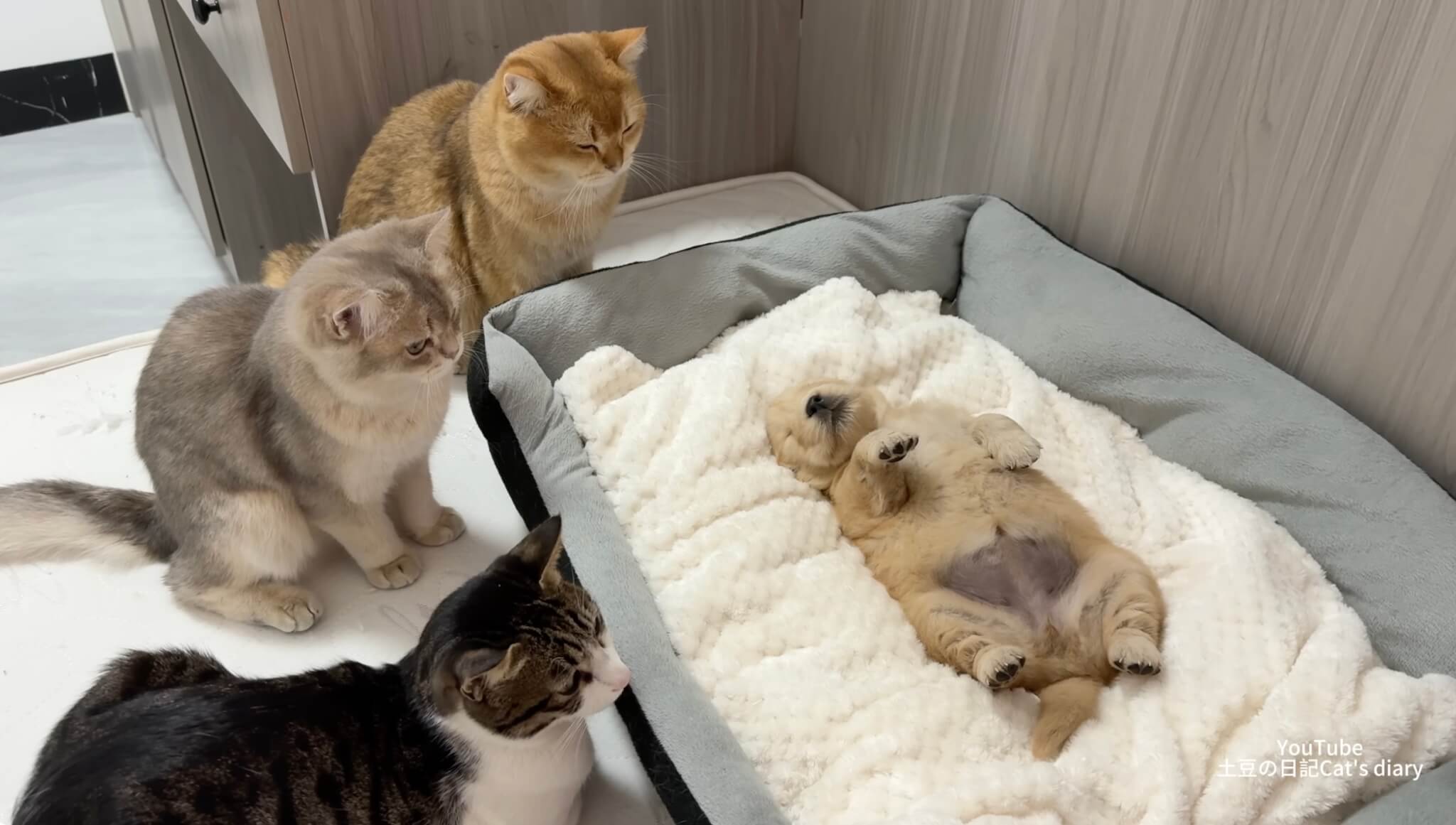 ゴールデンレトリーバー,動画