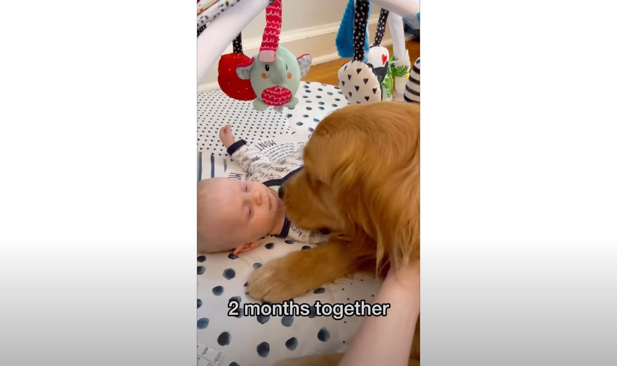 ゴールデンレトリーバー,動画